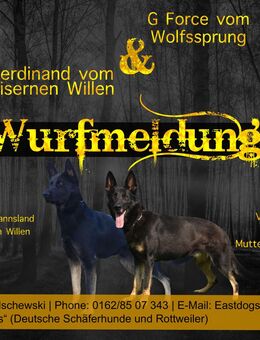 Deutsche Schäferhunde aus Leistungszucht - Hochkirch