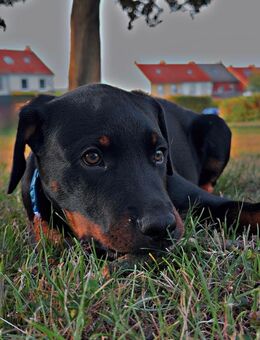 Rottweiler Rüde sucht neues Zuhause - Schöningen