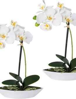 Kunstorchidee Phalaenopsis, Creativ green, Höhe 30 cm, 2er Set, in Kunststoffschale