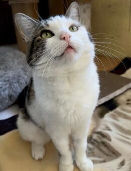 Nala - Schwielowsee