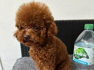 Chinesischer Toypudel Deckrüde 2,5 kg Laboklin Test - Bramsche