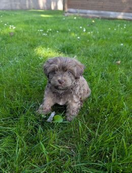 Fünf zuckersüße Bolonka Zwetna/Havanese Zwerge - Hemmoor