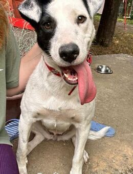 Dolly mit den süßen Kippohren - Wettenberg