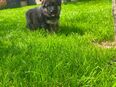 Deutscher Schäferhund Welpen in 45661