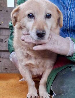 Trauriger, kleiner Noah - Koblenz