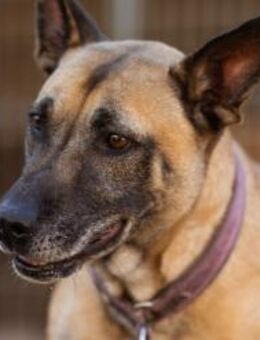 Rea sucht ihr Für-Immer-Zuhause ❤ - Hamburg