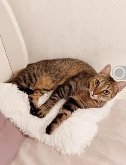 Flory Freundlicher Tiger sucht Familie - Unterföhring