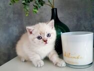 BKH Kitten reinrassig britisch kurzhaar - Plattling