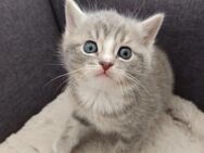 Zuckersüße BKH Mix Kitten - Offingen