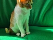 ❣️Schmusekater Gepetto &der kleine Alvin - Eislingen (Fils)