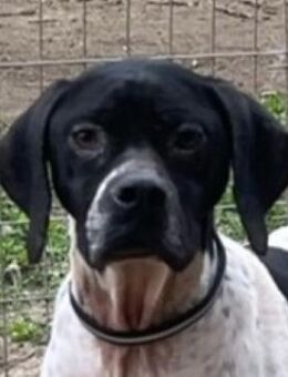 Takoda, geb. ca. 06/2023, GRIECHENLAND - Euskirchen