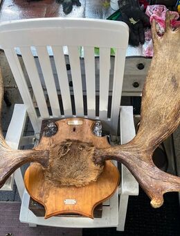 Große belgische Elchgeweih - Köln