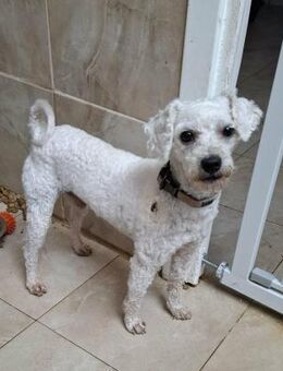 Albano sucht ein schönes Zuhause - Blankenheim (Nordrhein-Westfalen)