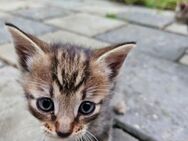 Katzen Baby abzugeben - Cloppenburg