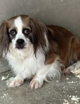 VALENTINO SUCHT GEDULDIGE MENSCHEN - Nörten-Hardenberg