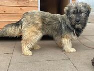 Daisy, su. ihre Familie - Bückeburg