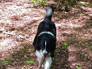 Australian Shepherd - Oberhausen