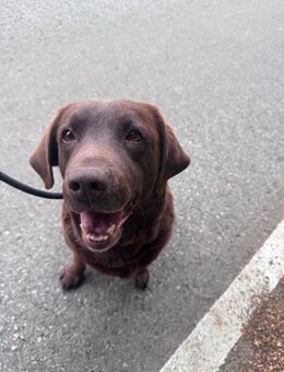 Labrador Hündin, braun, 8 Jahre - Rheinbach
