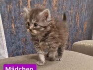 Main Coon Perser Mix Kitten - Nürnberg