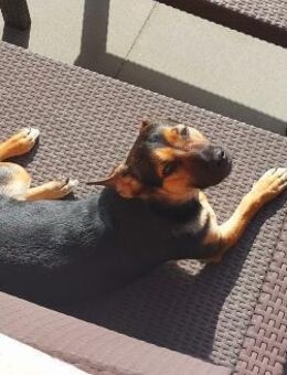 Kleiner lieber Rüde Jerry 1 Jahr - Düsseldorf