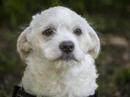 Fiona, Hundemädchen sucht Familie - Puchheim