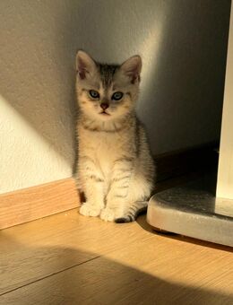 Süße BKH Katzenbabys suchen neues Hause - Gaggenau