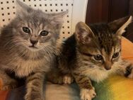 Paulchen und Karlchen aus dem Tierschutz - Grevenbroich