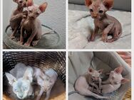 Sphynx Kitten 2 Jungs Kanadische Sphynx Baby Katzen - Hanau (Brüder-Grimm-Stadt) Mittelbuchen