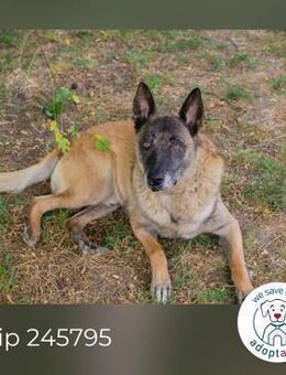 Chip 245795: Sucht ein Zuhause - Kirchzell