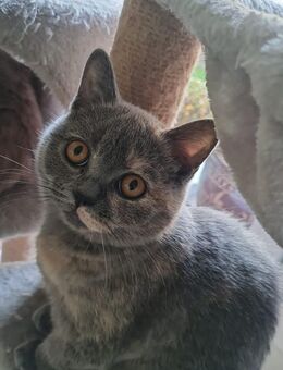 Bkh Kurzhaar - Hürth