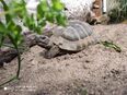 griechische Landschildkröte 2025 mit Cites Papieren in 92637