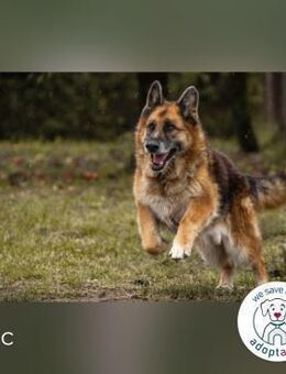 Loic: Dein Partner mit der grauen Schnau - Kirchzell