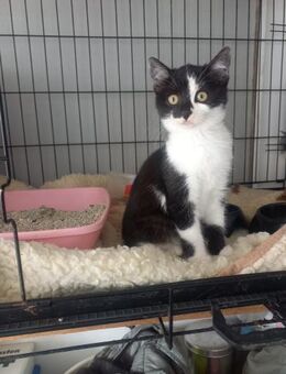 Josy wartet auf ihr Für-immer-Zuhause! - Waakirchen