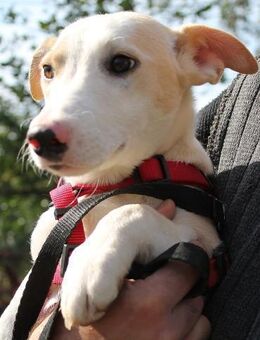 Janice 10 Monate Dackel Mix - Kassel