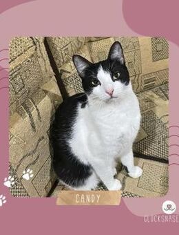 Fröhliche Katze Candy mag Menschen sehr - Lalendorf
