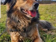Skippi aus Berlin sucht neues Zuhause! - Berlin