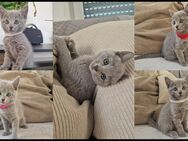 Reinrassige Russisch Blau Kitten - Nieder-Hilbersheim