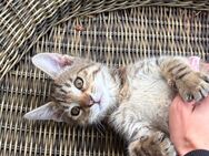 Kitten zu verkaufen - Bremen