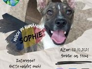 SOPHIE - hätte gerne mehr Abwechslung - Waakirchen