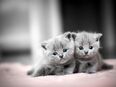 Wir suchen 7 kitten <3 in 34266