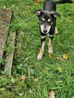 Kleiner Loui 4 Monate sucht Famile - Düsseldorf