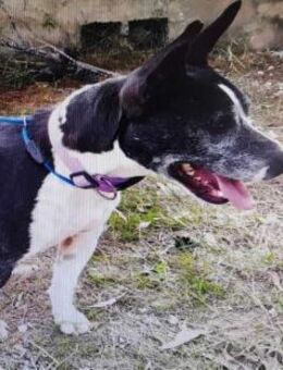 DANA - sehr lieb & anhänglich - Kempen