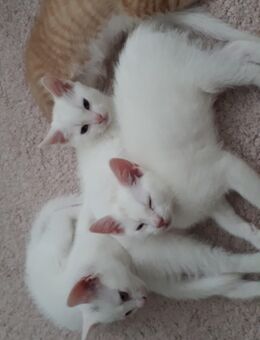 Nur noch 2 kleine Kitten suchen ein neues Zuhause - Ahrensburg