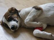 Alice sucht eine Pflegestelle - Neuss