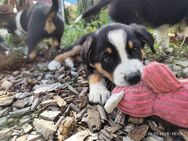 Australian Shepherd x Australian Shepherd/Aussiedor Mix - Großdubrau