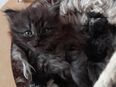 Sibirientaigas-über 25 Jahre Sibirische Katzen in 66265