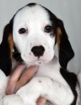 Freundliche Clara sucht Familie - Neuss