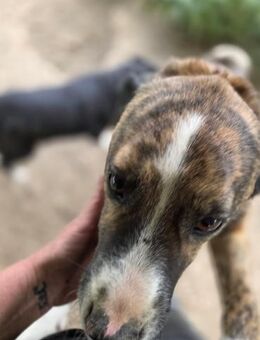 Mirko - wartet sehnsüchtig - Dreikirchen