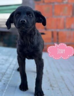 Jody ein winziges Welpenmädchen - Flörsheim-Dalsheim