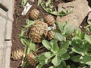 Griechische Landschildkröten (Thb) 2023 und 2024 – Naturbrut - Gevelsberg Zentrum